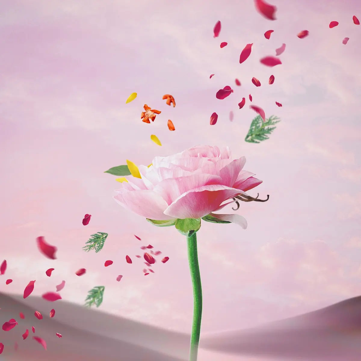 ديزيرت روز - عطر