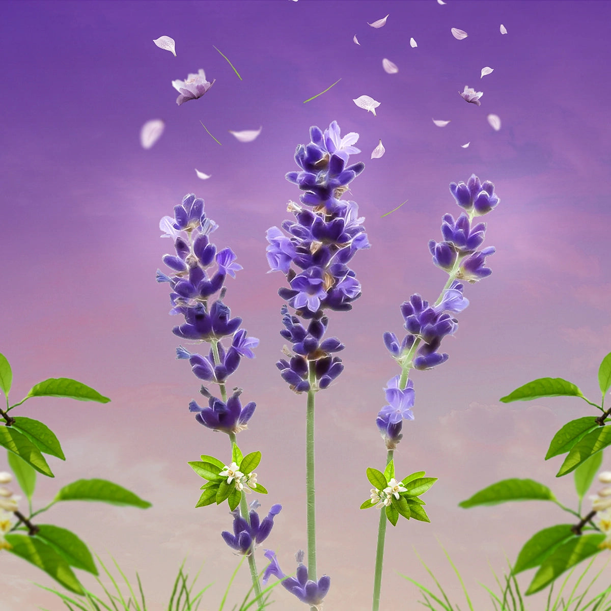 ميدنايت بلوسم  - عطر